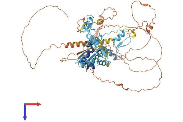 ZBTB7C Protein (AA 1-619) (His tag)