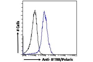 ABIN185555 Flow cytometric analysis of paraformaldehyde fixed HepG2 cells (blue line), permeabilized with 0. (IFT88 Antikörper  (C-Term))