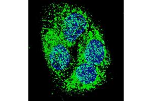 Fluorescent confocal image of HepG2 cells stained with BNIP3 (BH3 Domain Specific) antibody. (BNIP3 Antikörper  (AA 152-187))