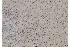 ABIN6278757 at 1/100 staining Rat liver tissue by IHC-P. (TSHZ1 Antikörper  (Internal Region))