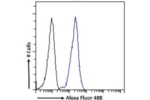(ABIN185307) Flow cytometric analysis of paraformaldehyde fixed K562 cells (blue line), permeabilized with 0.