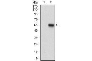 Western blot analysis using PPP1R1B mAb against HEK293 (1) and PPP1R1B (AA: 95-204)-hIgGFc transfected HEK293 (2) cell lysate.