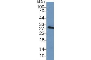 Western Blot; Sample: Mouse Serum; Primary Ab: 1µg/ml Rabbit Anti-Mouse CRP Antibody Second Ab: 0. (CRP Antikörper  (AA 20-225))