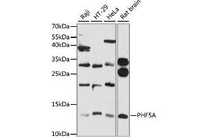 Western blot analysis of extracts of various cell lines, using PHF5A antibody (ABIN6290741) at 1:3000 dilution. (PHF5A Antikörper)
