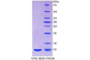 SDS-PAGE (SDS) image for Insulin (INS) (AA 25-54), (AA 90-110) protein (His tag) (ABIN2125273)