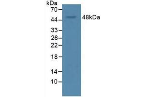 Western Blot; Sample: Rat Serum. (VEGFA Antikörper  (AA 28-147))