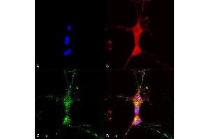 Immunocytochemistry/Immunofluorescence analysis using Mouse Anti-TrpC7 Monoclonal Antibody, Clone N64A/36 (ABIN863136). (TRPC7 Antikörper  (AA 845-862))