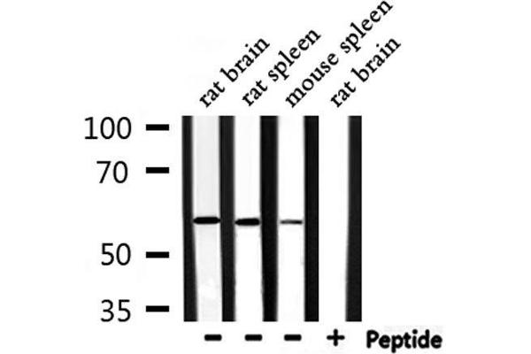 RASGEF1B Antikörper  (C-Term)