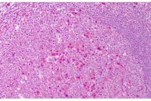 Anti-IL-6 antibody IHC staining of human tonsil. (IL-6 Antikörper)