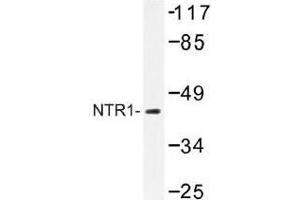 Image no. 1 for anti-Neurotensin Receptor 1 (High Affinity) (NTSR1) antibody (ABIN317760) (NTSR1 Antikörper)