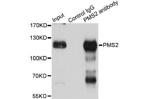 Immunoprecipitation analysis of 150ug extracts of Jurkat cells using 3ug PMS2 antibody.