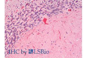 ABIN5539458 (5µg/ml) staining of paraffin embedded Human Cerebellum. (SLC7A6 Antikörper  (N-Term))