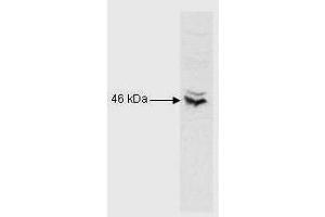 Anti-CREB is shown to detect CREB-1 present in Raji B cell nuclear extract. (CREB1 Antikörper  (N-Term))