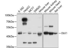 Western blot analysis of extracts of various cell lines, using DLK1 antibody (ABIN3016512, ABIN3016513, ABIN3016514 and ABIN6219768) at 1:1000 dilution. (DLK1 Antikörper)