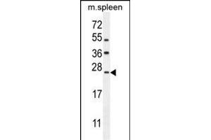 LMO4 Antibody (Center) (ABIN654714 and ABIN2844403) western blot analysis in mouse spleen tissue lysates (35 μg/lane). (LMO4 Antikörper  (AA 104-131))