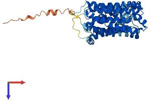 SLC16A13 Protein (AA 1-426) (His tag)