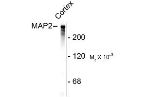 Western blots of rat cortex lysate showing specific immunolabeling of the ~280k MAP2 protein. (MAP2 Antikörper)