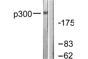 Western Blotting (WB) image for anti-E1A Binding Protein P300 (EP300) (N-Term) antibody (ABIN1848716)