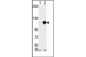 Image no. 1 for anti-Lysine (K)-Specific Demethylase 1A (KDM1A) (C-Term) antibody (ABIN356730) (LSD1 Antikörper  (C-Term))