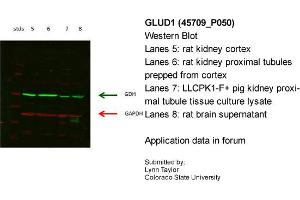 Image no. 3 for anti-Glutamate Dehydrogenase 1 (GLUD1) (N-Term) antibody (ABIN502666) (GLUD1 Antikörper  (N-Term))