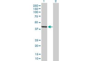 Western Blot analysis of ASZ1 expression in transfected 293T cell line by ASZ1 MaxPab polyclonal antibody. (ASZ1 Antikörper  (AA 1-393))