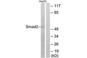 Western blot analysis of extracts from HepG2 cells, using Smad2 (Ab-255) Antibody. (SMAD2 Antikörper  (AA 221-270))