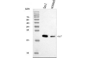 Western blot analysis of Gastrin/GAST using anti-Gastrin/GAST antibody (ABIN7603052).