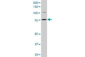 FCHSD1 MaxPab polyclonal antibody. (FCHSD1 Antikörper  (AA 1-409))
