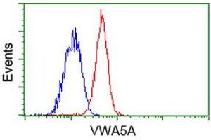 Flow cytometric Analysis of Jurkat cells, using anti-VWA5A antibody (ABIN2453788), (Red), compared to a nonspecific negative control antibody (ABIN2453788), (Blue). (VWA5A Antikörper)