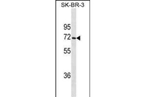 CYP1A2 Antibody (ABIN1539922 and ABIN2843866) western blot analysis in SK-BR-3 cell line lysates (35 μg/lane). (CYP1A2 Antikörper  (AA 255-282))