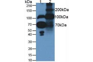 Western blot analysis of (1) Human Serum and (2) Rat Placenta Tissue (Fibulin 1 Antikörper  (AA 176-398))