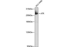 Western blot analysis of extracts of NCI-H460 cells, using ATR Antibody (ABIN6134559, ABIN6137358, ABIN6137360 and ABIN6223084) at 1:1000 dilution. (ATR Antikörper  (AA 1400-1500))