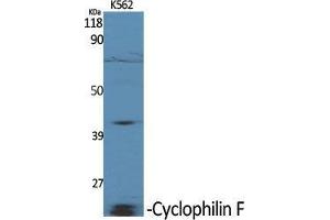 Western Blot (WB) analysis of specific cells using Cyclophilin F Polyclonal Antibody. (PPIF Antikörper  (Internal Region))