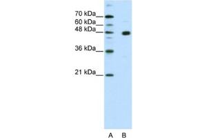 Western Blotting (WB) image for anti-PR Domain Containing 12 (PRDM12) antibody (ABIN2461913) (PRDM12 Antikörper)
