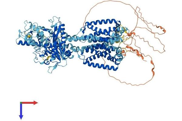 Patched 2 Protein (PTCH2) (AA 1-1203) (His tag)