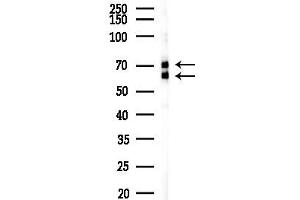 anti-Recombination Signal Binding Protein For Immunoglobulin kappa J Region (RBPJ) (C-Term) antibody