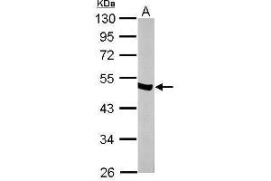 WB Image Sample (50 ug of whole cell lysate) A: mouse brain 10% SDS PAGE antibody diluted at 1:10000 (ENO2/NSE Antikörper)