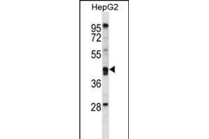 PON2 Antibody (N-term) (ABIN656876 and ABIN2846077) western blot analysis in HepG2 cell line lysates (35 μg/lane). (PON2 Antikörper  (N-Term))