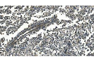 IHC analysis of GNG7 using anti-GNG7 antibody (ABIN7600508). (GNG7 Antikörper  (AA 2-57))