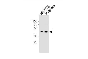Mouse CCNB1 Antibody (Center /) (ABIN1881515 and ABIN2843319) western blot analysis in mouse NIH/3T3 cell line and mouse spleen tissue lysates (35 μg/lane). (Cyclin B1 Antikörper  (AA 103-130))