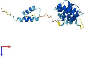 ROPN1B Protein (AA 1-212) (His tag)