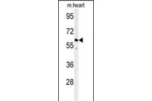 Western blot analysis of hM1G- (ABIN392848 and ABIN2842270) in mouse heart tissue lysates (35 μg/lane). (PPM1G Antikörper  (AA 150-180))