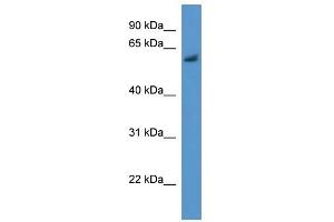 Bbs1 antibody used at 0. (BBS1 Antikörper  (N-Term))