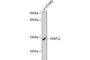 Western blot analysis of extracts of U-251MG cells, using FKBP12 Rabbit mAb (ABIN7267211) at 1:1000 dilution. (FKBP1A Antikörper)