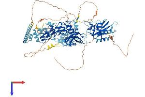NFKB2 Protein (AA 1-899) (His tag)