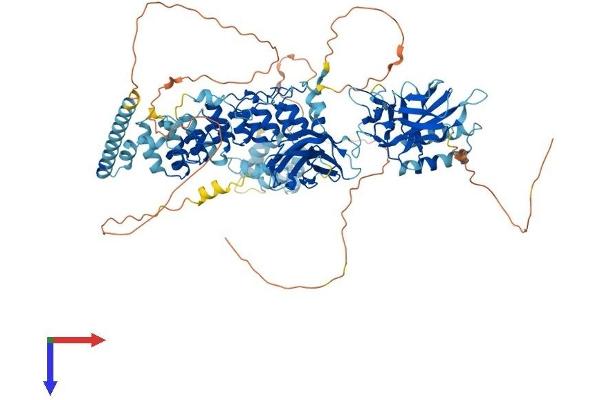 NFKB2 Protein (AA 1-899) (His tag)