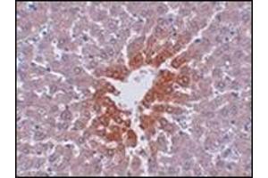 Immunohistochemistry of JMJD7 in rat liver tissue with this product at 2.