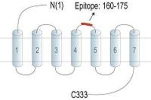 anti-G Protein-Coupled Receptor 174 (GPR174) (AA 160-175), (Extracellular Loop) antibody