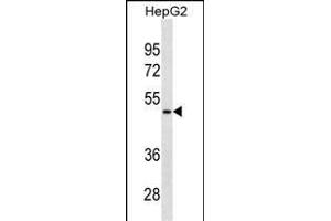 BP Antibody (N-term)(Ascites) 2100a western blot analysis in HepG2 cell line lysates (35 μg/lane).