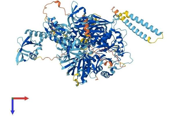 Phospholipase C gamma 2 Protein (PLCG2) (AA 1-1265) (His tag)